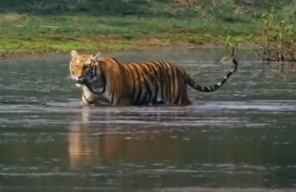 ILUSTRACIJA FOTO YOUTUBE: Free Documentary - Animals