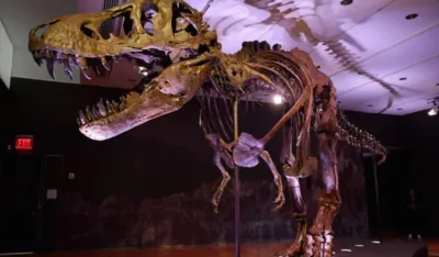 U &Scaron;vajcarskoj na aukciji skelet tiranosaurusa reksa
