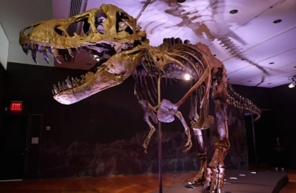 U &Scaron;vajcarskoj na aukciji skelet tiranosaurusa reksa