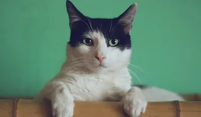 Znate li &scaron;ta je mačja trava
