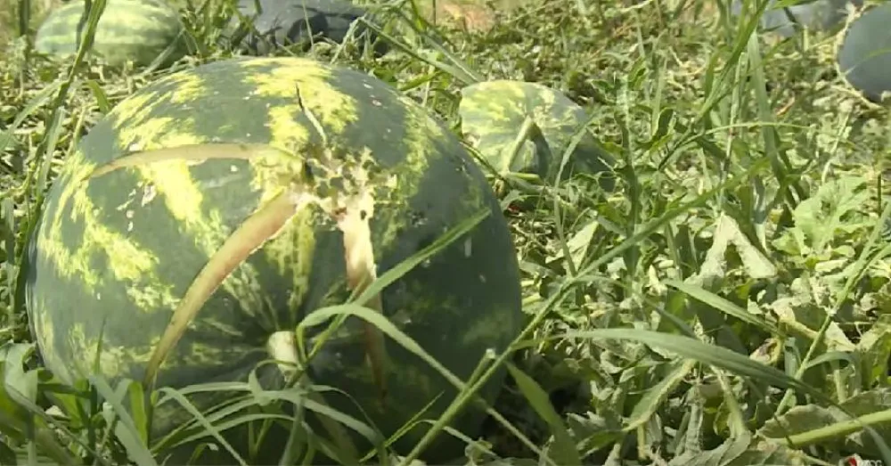 &Scaron;tete zbog ekstremnih vrmenskih prilika najvidljivije u poljoprivredi (Foto: TVCG)