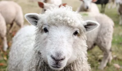 Vukovi zaklali 17 ovaca u selu kod Plava