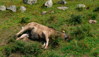 Epidemija antraksa