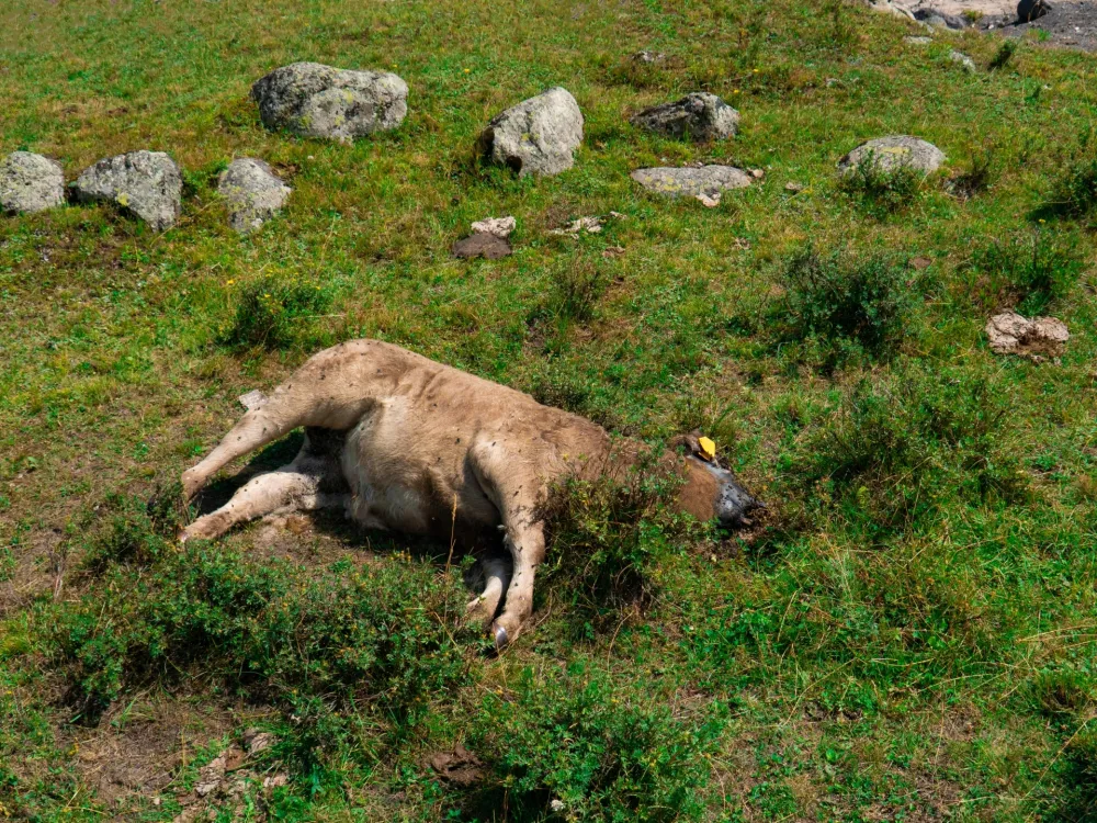 Epidemija antraksa