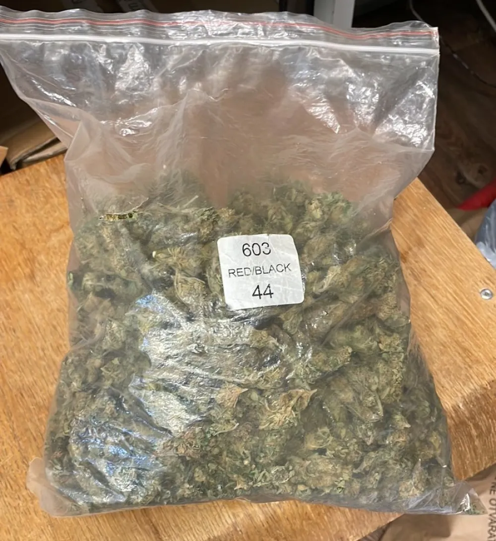 marihuana, Tivat