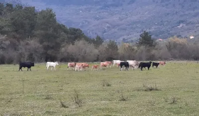 MONSTAT: Manje zaklanih goveda u prvom kvartalu