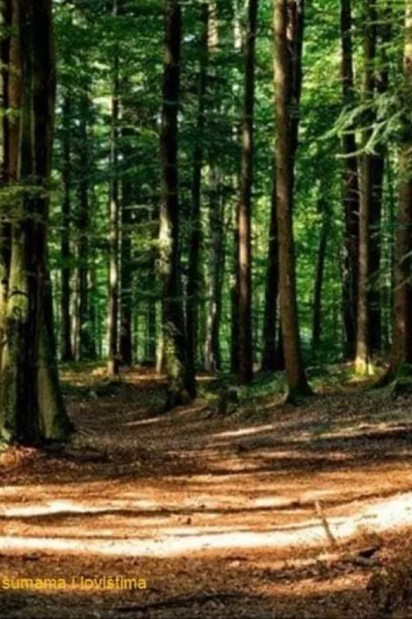 Formirana stručna Komisija za Zakon o &scaron;umama
