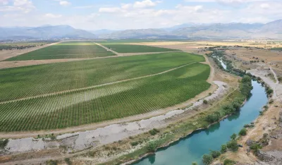 Vinogradi plantaza