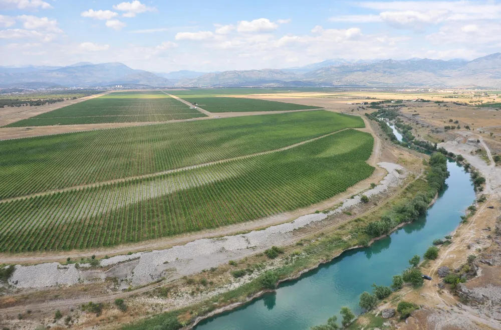 Vinogradi plantaza