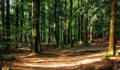 Ilustracija