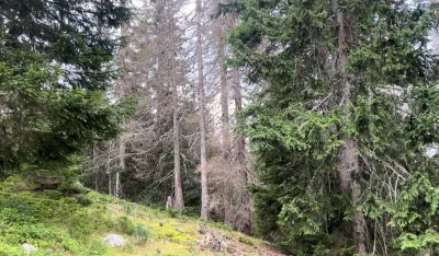 NP Prokletije akcija suzbijanja potkornjaka