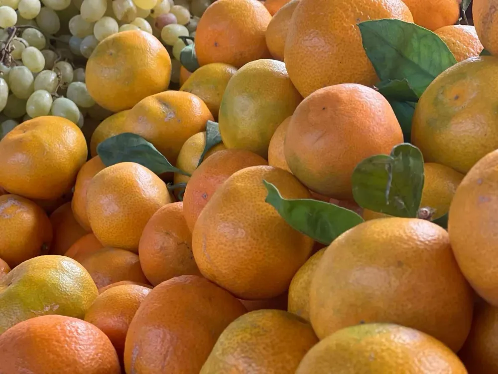 Kilogram mandarina euro