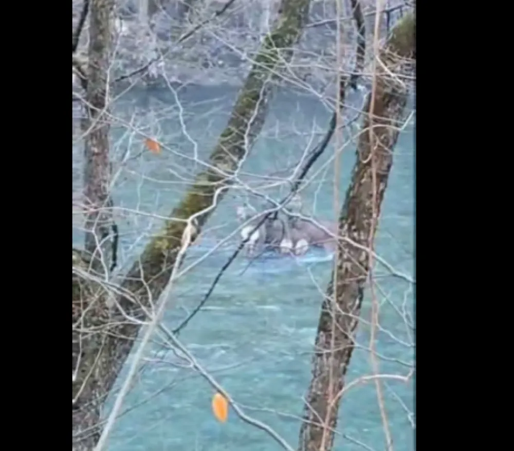 (VIDEO) NP Biogradska gora: Rije&scaron;iti problem upada pasa lutalica, ko&scaron;ute spas potražile u Tari
