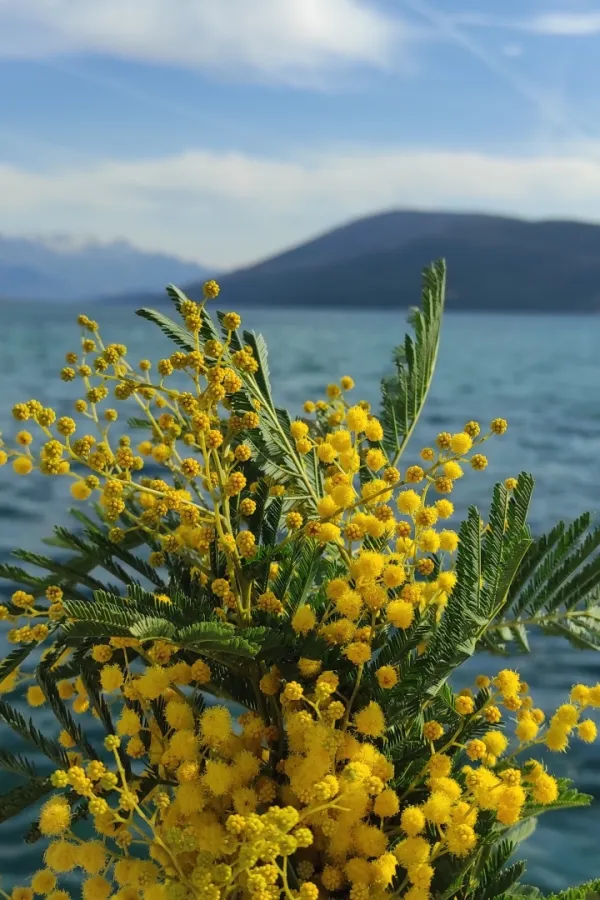 (VIDEO) Sunčano, do 17 stepeni