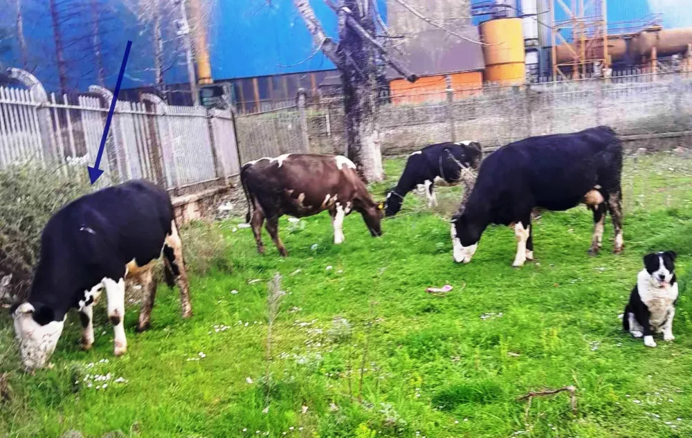 Lopovi vratili kravu