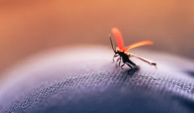 U &Scaron;paniji otkriven novi virus koji prenose komarci