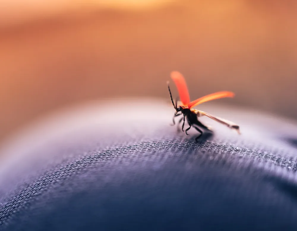 U &Scaron;paniji otkriven novi virus koji prenose komarci