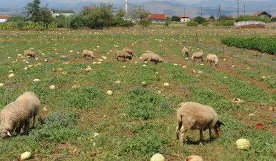 Tuzi imaju 250 stočara, Op&scaron;tina agrobudžetom poljoprivrednicima izdvaja 608.500 eura