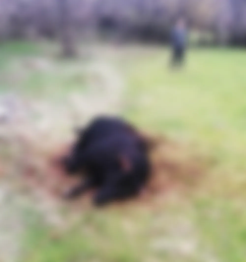 (VIDEO) U Banjanima medvjed usmrtio vola od 700 kila