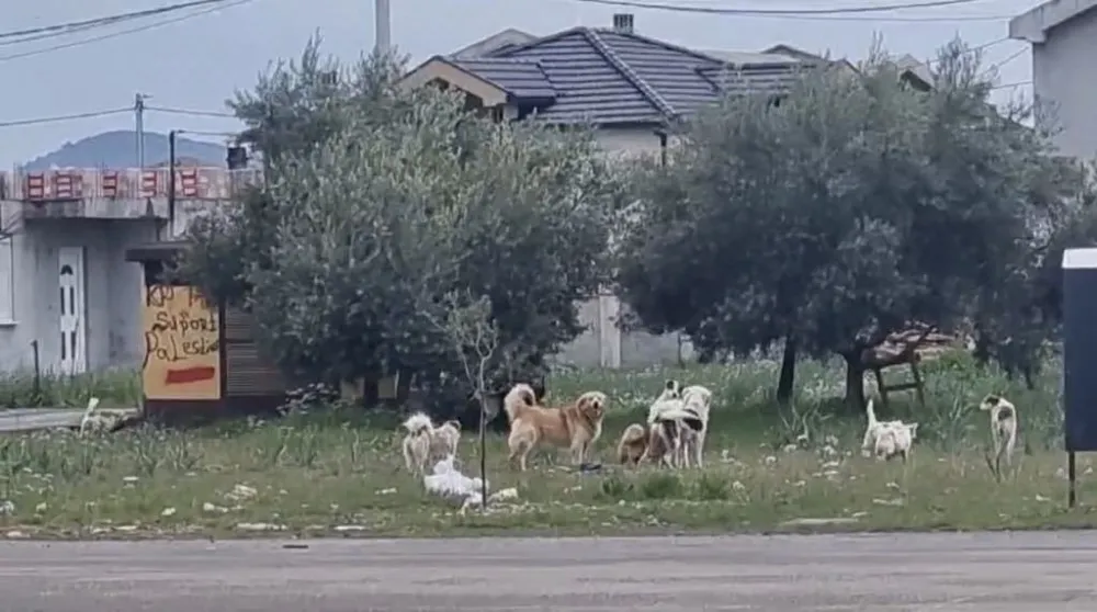 Nadležni ne reaguju na apele mje&scaron;tana Karabu&scaron;kog polja:&nbsp;Čopori pasa presrijeću djecu na putu do &scaron;kole
