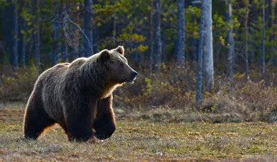 MP&Scaron;V: Interventni odstrijel medvjeda mora se obaviti u dogovoru s članom Interventnog tima