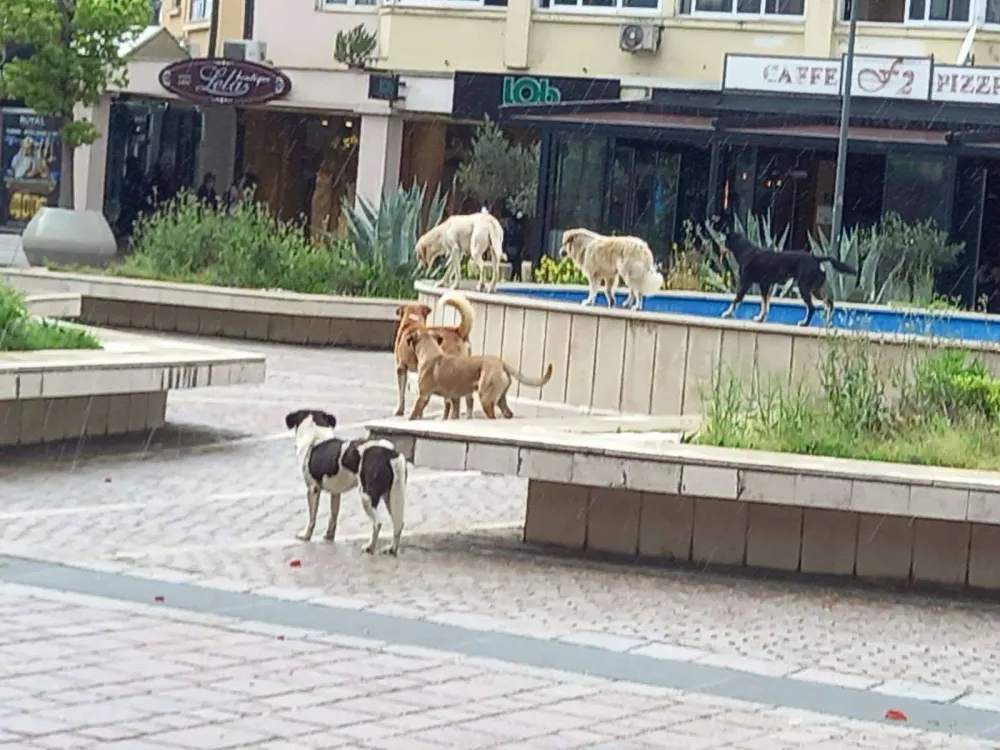 Čopor pasa &scaron;eta Rimskim trgom