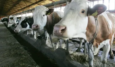 Monstat: Manje goveda, ovaca i koza