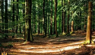 Krivične prijave protiv dvije osobe zbog bespravne sječe &scaron;ume u Bijelom Polju i Mojkovcu