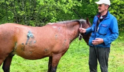 Medvjed te&scaron;ko ranio dva konja u Vidrovanu