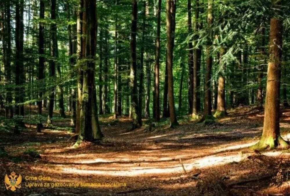 Zbog trenutnog zakona Uprava za gazdovanje &scaron;umama ne smije da vr&scaron;i doznaku privatnih &scaron;uma