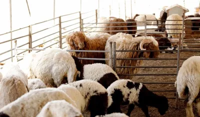 Pojačan veterinarski nadzor u vi&scaron;e op&scaron;tina: Tuzi, Zeta, Bar i Ulcinj zone visokog rizika