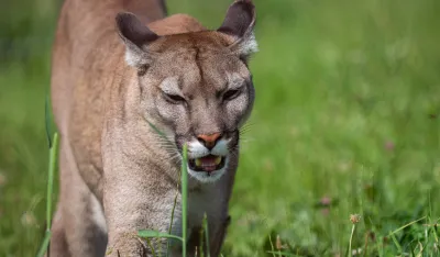 Puma napala četvorogodi&scaron;njaka, otac ga jedva spasio