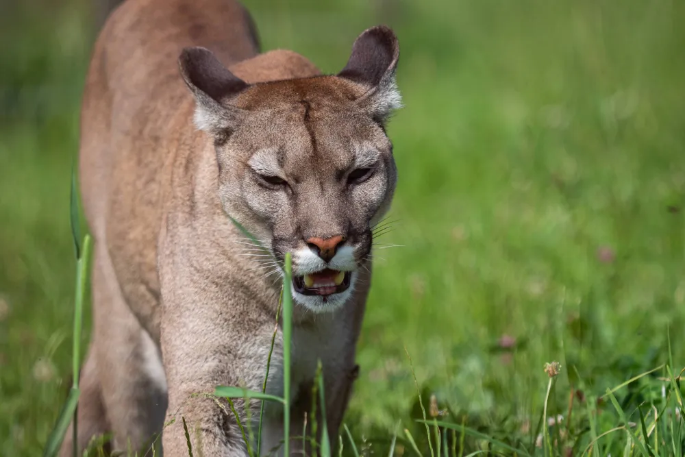 Puma napala četvorogodi&scaron;njaka, otac ga jedva spasio