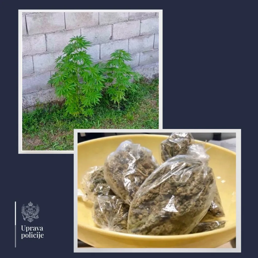 U Maslinama nađena marihuana, podnijeta krivična prijava