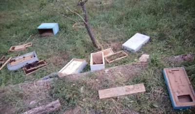 Mojkovčanin pretrpio veliku &scaron;tetu: Medvjed na tri metra od kuće uni&scaron;tio pčelinjak