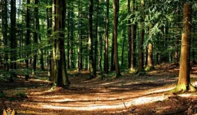 Zbog &scaron;umskih krađa u Bijelom Polju i Nik&scaron;iću podnijete tri krivične prijave