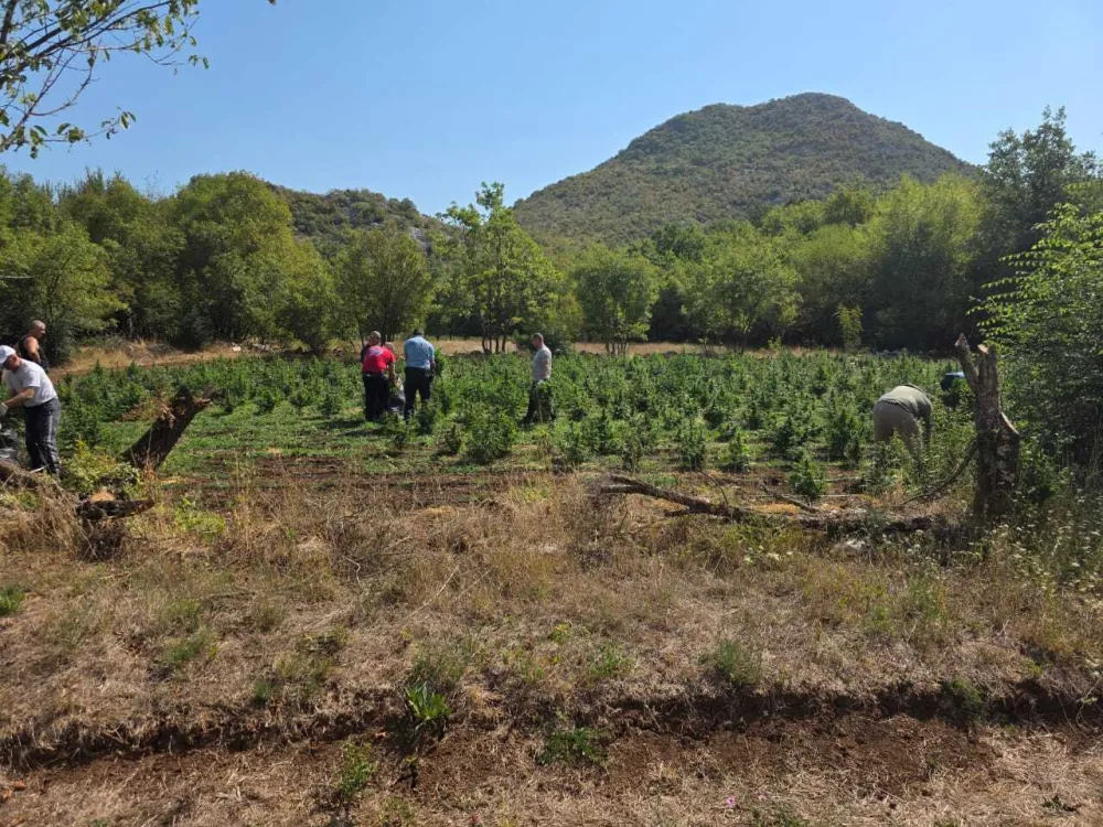 Određeno zadržavanje Mara&scaron;u i Peroviću, osumnjičenima za plantažu marihuane