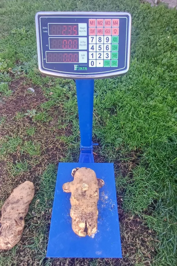 Rekord: U plužinskom selu&nbsp;iskopan krompir od gotovo dva i po kilograma