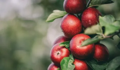 Svi jedemo jabuke pogre&scaron;no: Nutricionisti otkrivaju najbolji trenutak za nju kako biste podigli energiju