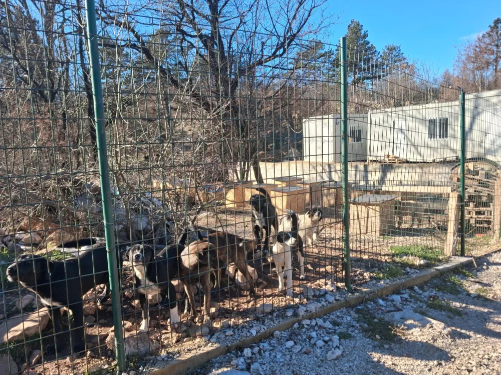 Prihvatili&scaron;te za napu&scaron;tene životinje u Nik&scaron;iću:&nbsp;Novi dom prona&scaron;lo 20 pasa iz Slobodne zone