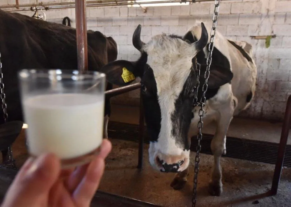 Trećina agrobudžeta ide na podr&scaron;ku za mlijeko