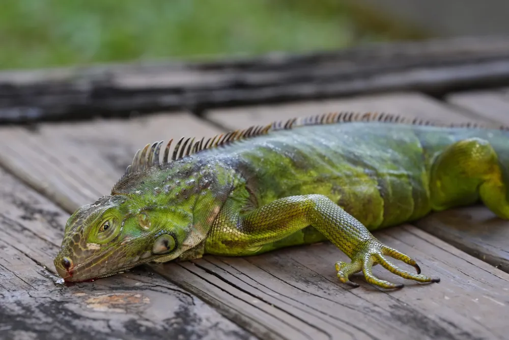Iguane, Florida