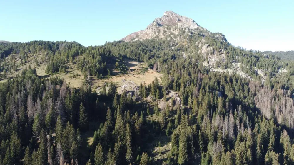 Masovna sječa ne suzbija potkornjak na Prokletijama