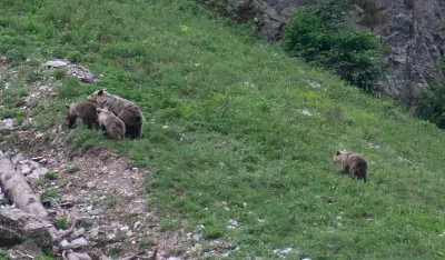 Opasna zvijer lani u 48 slučajeva napravila štetu: U Crnoj Gori 400 medvjeda