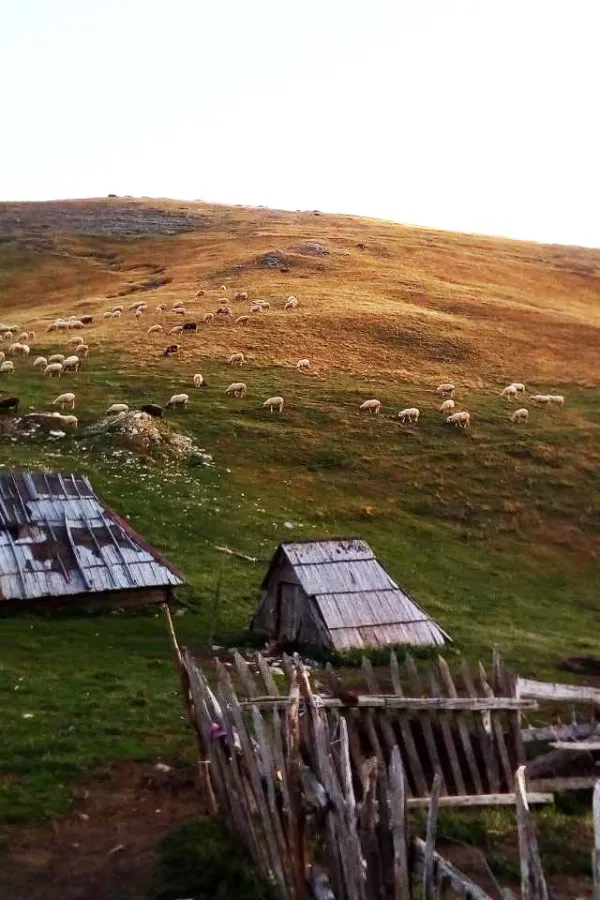 Berane: Pronađeno tijelo holandskog državljanina koji je juče nestao
