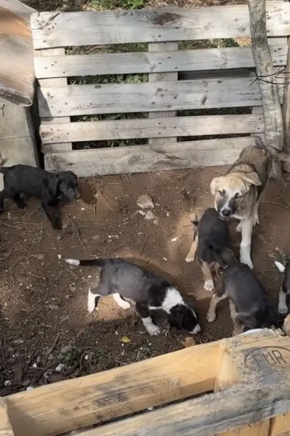 Sa nik&scaron;ićkih ulica sklonjen 101 pas, udomljeno 35